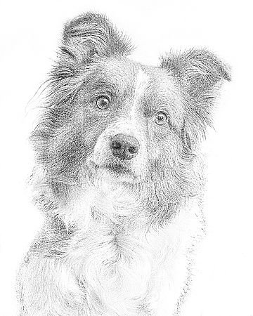 gordon-sketch3_std